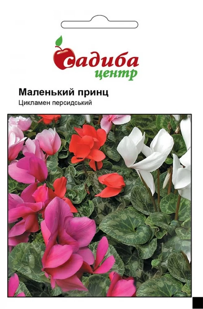 Цикламен Маленький принц суміш F1 3 шт. Černý Seed, Чеська Республіка