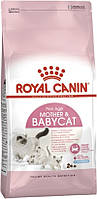 Сухой корм Royal Canin Mother and Babycat для котят до 4 месяцев 10 кг