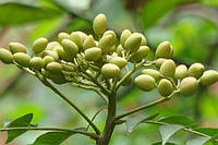 З Neem oil ви молоді, красиві і доглянуті