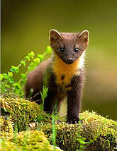 Засіб від норки та горностая Репелент від норки та горностая Kuno Dam 500 мл Відлякувач норок та горностая Frigate, фото 3