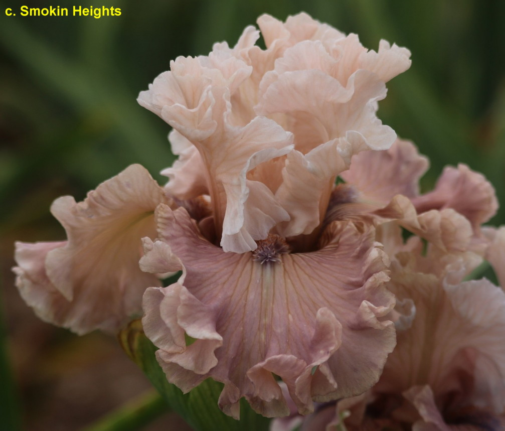 Ірис Another Suggestion (Keppel 2015) (сажники), фото 1