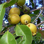 Гуаява Сунична (Psidium cattleianum, guajava)