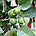 Гуаява Сувора (Psidium cattleianum, guajava) 30-35 см. Кімнатний, фото 5