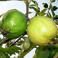 Гуава Земляничная (Psidium cattleianum, guajava) до 20 см. Комнатный