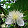 Гуаява Сувора (Psidium cattleianum, guajava) 30-35 см. Кімнатний, фото 4