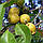 Гуаява Сувора (Psidium cattleianum, guajava) 30-35 см. Кімнатний, фото 3