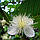 Гуаява Сувора (Psidium cattleianum, guajava) 25-30 см. Кімнатний, фото 3