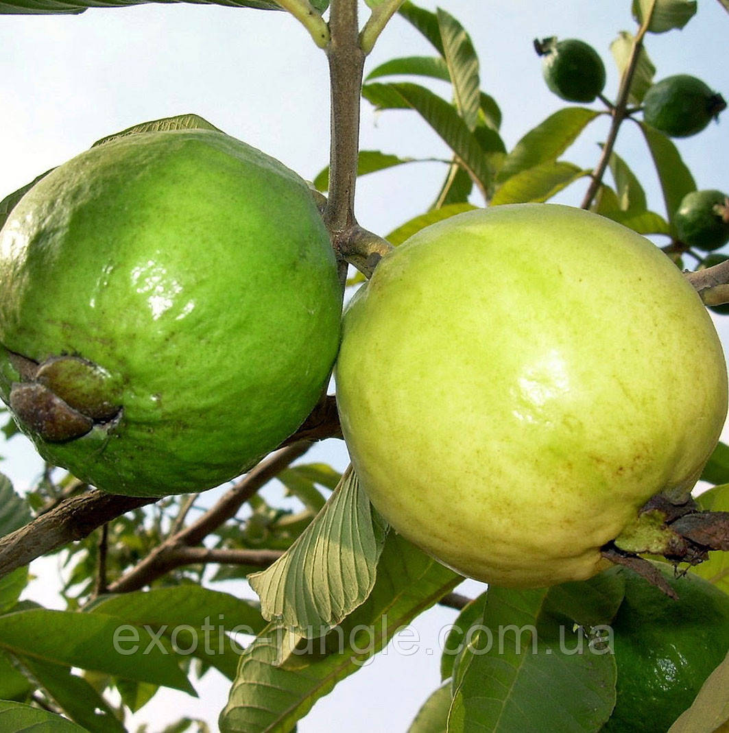 Гуаява Сувора (Psidium cattleianum, guajava) 30-35 см. Кімнатний