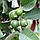 Гуаява Сувора (Psidium cattleianum, guajava) 30-35 см. Кімнатний, фото 4