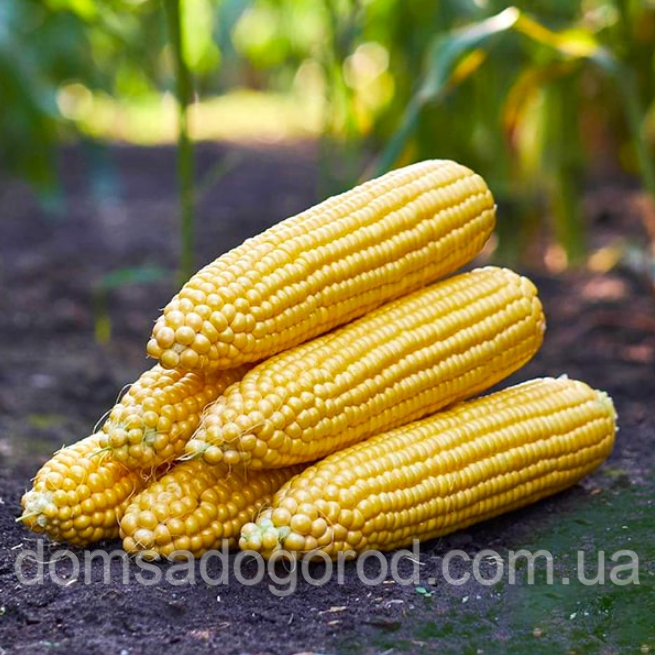 Кукурудза СТРОНГСТАР Syngenta 100 г
