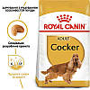 Royal Canin (Роял Канин) Cocker - Сухий корм для кокер спанієлів 3 кг, фото 4