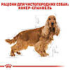 Royal Canin (Роял Канин) Cocker - Сухий корм для кокер спанієлів 3 кг, фото 5