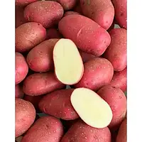 Картофель семенной Голландия, сорт Торнадо 1 кг