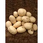 Насіннєва картопля сорт Голландия Сенсейшн ранній 1 кг, фото 3