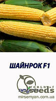 Кукурудза цукрова Шайнрок F1 100000 насінин (Syngenta)