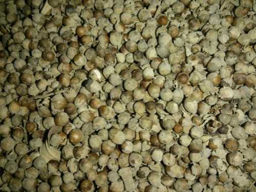 Плоды авраамового дерева семена витекса священного для женщин 5 кг PL ...