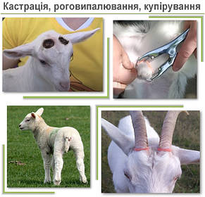 Кастрація, обезроження, купірування хвостиків
