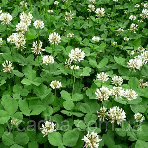 Насіння конюшини білого декоративного (30г), фото 1