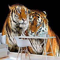 Модные фото обои в зал Животные 368х254 см 3D Два тигра Кошки Дикая природа (130P8)+клей