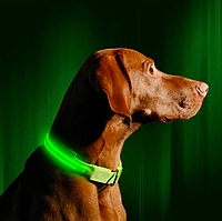 Светящийся LED ошейник с аккумулятором для собак для вечерних прогулок с USB зарядкой Зеленый M(35-47см)