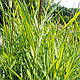 ТРОСТИНА АВСТРАЛІЙСЬКА СМУГАСТА ВАРІЄГАТНА - рослина для міні ставка, водної клумби, ставочка у вазоні, фото 3
