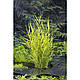 ТРОСТИНА АВСТРАЛІЙСЬКА СМУГАСТА ВАРІЄГАТНА - рослина для міні ставка, водної клумби, ставочка у вазоні, фото 10