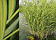 ТРОСТИНА АВСТРАЛІЙСЬКА СМУГАСТА ВАРІЄГАТНА - рослина для міні ставка, водної клумби, ставочка у вазоні, фото 4