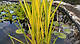 ТРОСТИНА АВСТРАЛІЙСЬКА СМУГАСТА ВАРІЄГАТНА - рослина для міні ставка, водної клумби, ставочка у вазоні, фото 5