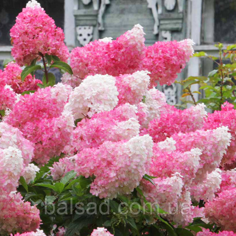 Гортензія Ваніла Фрейз / С3 / Hydrangea Vanilla Fraise