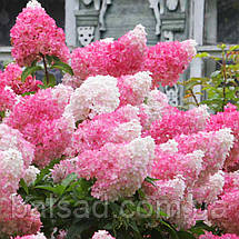 Гортензія Ваніла Фрейз / С5 / Hydrangea Vanilla Fraise, фото 3
