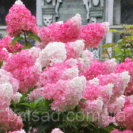 Гортензія Ваніла Фрейз / С3 / Hydrangea Vanilla Fraise, фото 1