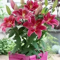 Лілія низькоросла Miss America цибулини 12/14