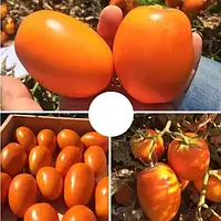 Насіння томату Оранж Плам F1 (жовтогаряча вершка), 500 насіння, Lark seeds