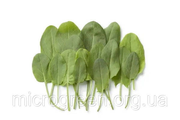 Насіння Щавель Широколистий (baby leaf) import