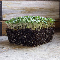 Семена Горчица (зелёная) микрогрин | беби листья | взрослая зелень (import) 50