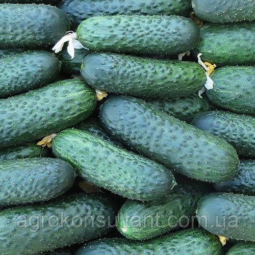 Насіння огірка Чайковський F1 (Rijk Zwaan), 20 насінин — ранній (40 днів), партенокарпік, корнішон