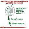 Royal Canin (Роял Канін) Mini Ageing +12-корм для собак малих порід старше 12 років 3.5 кг, фото 7