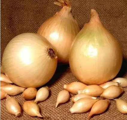 Цибуля Сіянка Амфора (Голандія, TOP), 1кг