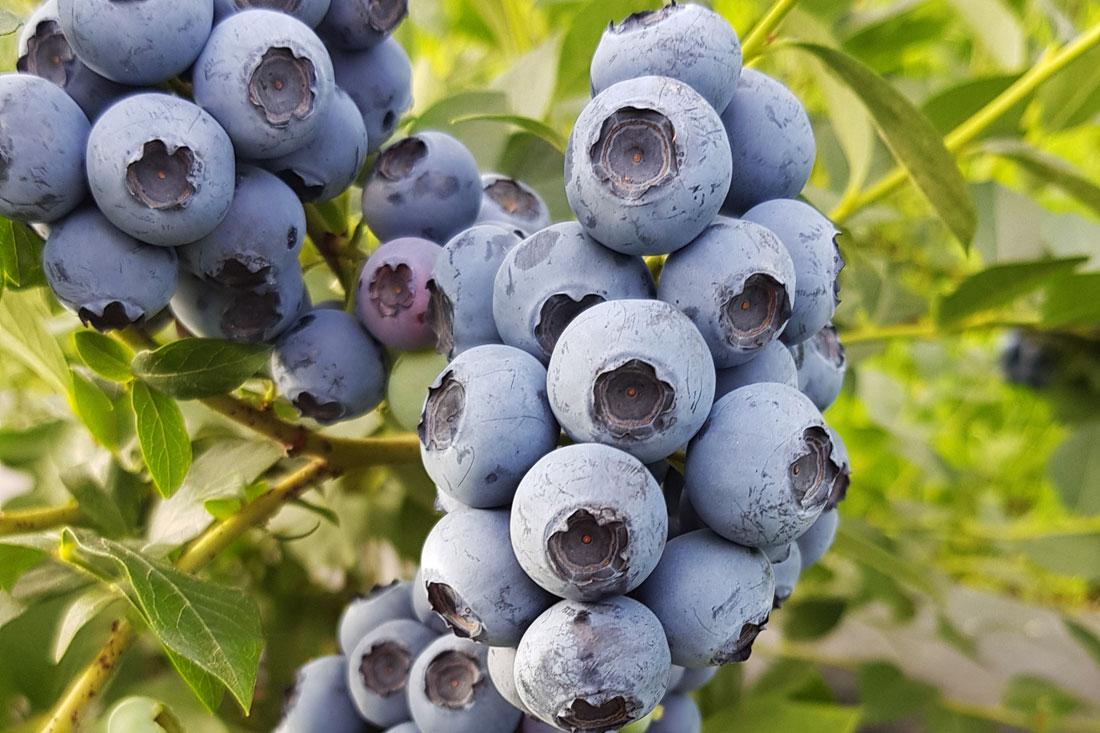 Саджанці лохини Река (рєка), 3річка, 4л контейнер.Vaccinium corymbosum Reka, фото 1
