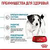 Royal Canin (Роял Канін) Mini Puppy - Сухий корм для щенят маленьких порід 800 гр, фото 7