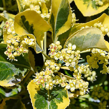 Бересклет японський (Euonymus japonica)