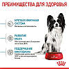 Royal Canin (Роял Канін) X-Small Puppy - Сухий корм для цуценят мініатюрних порід 500 гр, фото 7