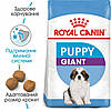 Royal Canin (Роял Канін) Giant Puppy - Сухий корм для щенят гігантських порід від 2 до 8 міс. 1 кг, фото 3