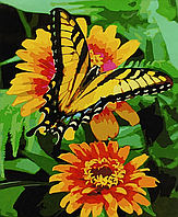 Картина за номерами Strateg ПРЕМІУМ Метелик на цинії (з лаком та рівнем) 40х50 см SY6911 (Strateg)