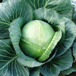 Насіння капусти білокачанної Голт (Moravo Seed), фото 1