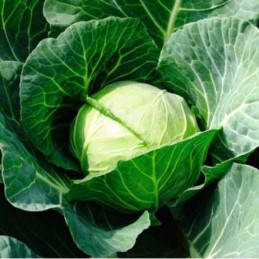 Насіння капусти білокачанної Діта (Moravo Seed), фото 1