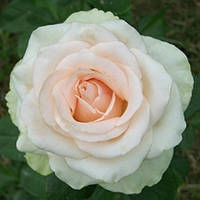 Троянда чайно-гібридна (La Perla)
