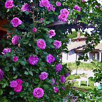 Троянда "Парфум Віолети"