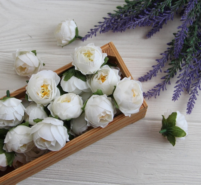 Півонія Кучерява  МАЛЕНЬКА , головка   Біла  25 шт