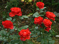Саженцы роз "Эль Торо"